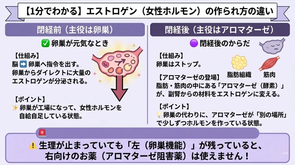 【1分でわかる】エストロゲン(女性ホルモン)の作られ方の違い
【左側】閉経前(主役は卵巣)【右側】閉経後(主役はアロマターゼ)🟢左側 卵巣が元気なとき
元気で大きな「卵巣」のアイコン。そこから太い矢印がドカンと伸びている
【仕組み】
脳 ➔ 卵巣へ指令を出す。
卵巣からダイレクトに大量のエストロゲンが分泌される。
【ポイント】
✨ 卵巣が工場になって、女性ホルモンを自給自足している状態。
🟣 右側閉経後のからだ
眠っている「卵巣」のアイコン。
【仕組み】
卵巣はストップ。
【アロマターゼの登場】
脂肪・筋肉の中にある**「アロマターゼ(酵素)」**が、副腎からの材料をエストロゲンに変える。
【ポイント】
💡 卵巣の代わりに、アロマターゼが「別の場所」で少しずつホルモンを作っている状態。
⚠️ 生理が止まっていても「左(卵巣機能)」が残っていると、右向けのお薬(アロマターゼ阻害薬)は使えません!